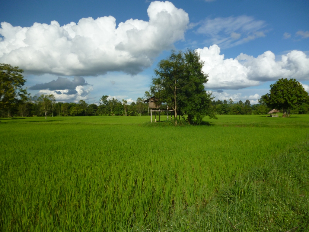 ....eines der Reisfelder meiner Familie